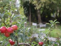 Naturnaher Garten Äpfel